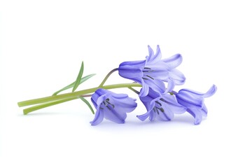 Naklejka premium a bluebell isolated on white background