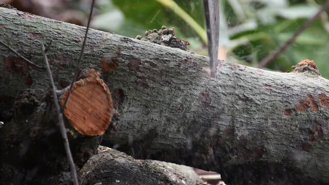 wood sawmill, Chainsaw cutting wood logs, Wood Sawmill in Action, Lumberjack Sawing Logs. High quality 4k footage