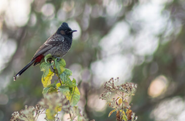 Bird called red vented bulbul in the wild forest