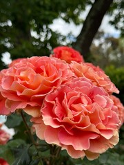 Pink flower in spring