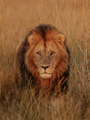 lion in the grass facing camera in Serengeti, Tanzania. 
