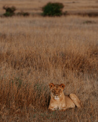 lioness in the grass in Serengeti, Tanzania. 