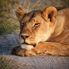portrait of a lioness in Serengeti, Tanzania.