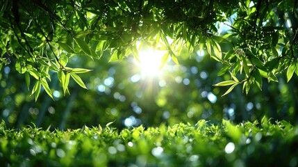 Sunlit leaves frame lush green grass; nature background