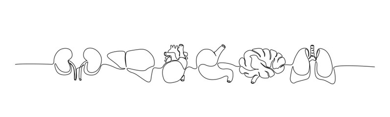 Continuous one line drawing of internal human organ. Lungs, brain, stomach, heart, liver, kidneys in single line draw illustration. Editable stroke.