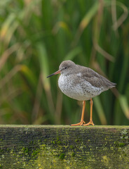 Redshank, Tringa totanusperched on old gate 