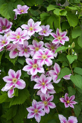 Clematis