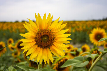 Fototapeta premium Sonnenblume