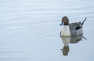 Northern Pintail, Anas acuta, wintering in Gloucestershire UK
