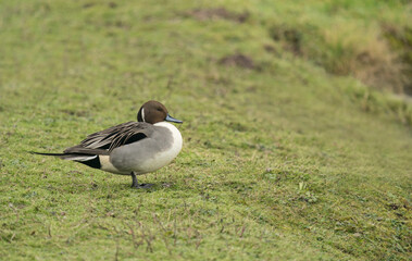 Northern Pintail, Anas acuta, wintering in Gloucestershire UK
