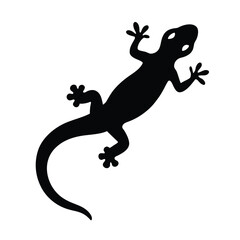 gecko on a white background