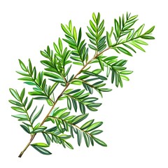 Naklejka premium Green Leafy Branch with Fresh Green Leaves on White Background
