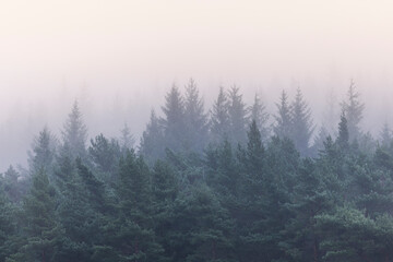 Dense evergreen woodland covered in thick fog, with layers of pine and spruce trees fading into the mist, creating a dreamlike, atmospheric nature scene with depth and soft light