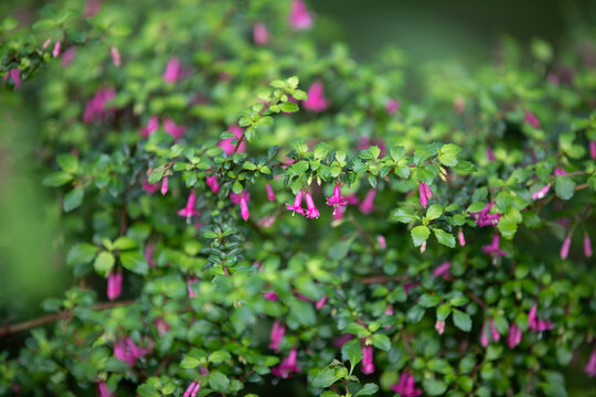 Fuchsia microphylla (small leaf fuchsia or small-leaved fuchsia) growing in a wildlife sanctuary.
