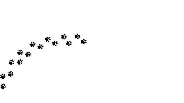 animal footprints on white and chromakey background, cat path, isolated simple flat style	
