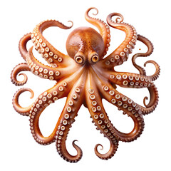 Detailed closeup of a vibrant orange octopus with suckers on sea art life on transparent background