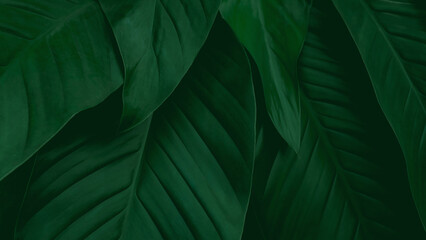 green leaves background, green backdrop