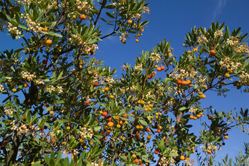 ripe colorful flowers of Arbutus unedo, strawberry tree, evergreen shrub or small tree in the...