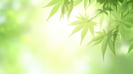 Naklejka premium Gentle breeze moving through green maple leaves lush forest nature scene tranquil environment close-up view serenity
