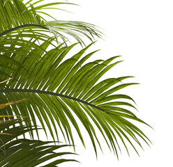 palm Tree Leaves isolated on transparent background. Ravenea hildebrandtii. palm tree with green leaves on transparent background. Isolated palm tree on white background. cutout palm tree leaves PNG.