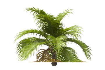 Single palm Tree isolated on white background. Ravenea hildebrandtii. big palm tree with green leaves on white background. Isolated palm tree on white background. side view of cutout palm tree leaves.