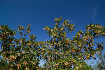 ripe colorful flowers of Arbutus unedo, strawberry tree, evergreen shrub or small tree in the family Ericaceae, native to Mediterranean region. Sardinia, Italy