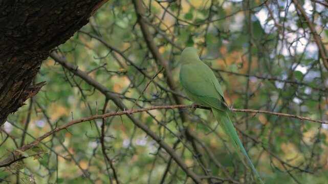 rose-ringed parakeet aka ring-necked parakeet (Psittacula krameri) perched in tree, looking around, colourful autumn foliage in background