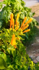 A plant with orange flowers