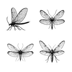 lacewing