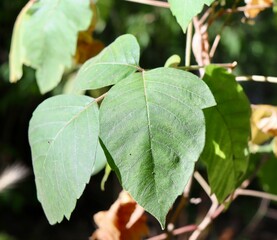 A close view of the bright green leaves on the branch.