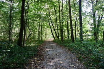 Fototapeta premium The hiking trail in the forest on a autumn day.