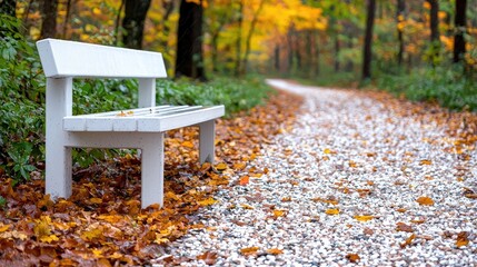 White bench autumn path forest tranquility nature