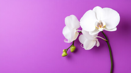 White orchid blossom on vibrant purple background
