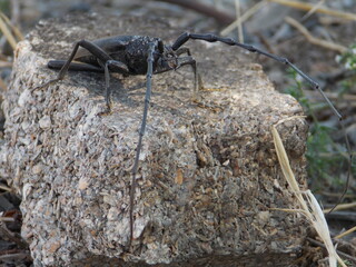 A large black longhorn beetle sits on a rock, captured in a detailed close-up. The beetle’s impressive long antennae stretch out