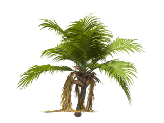 Single palm Tree isolated on white background. Ravenea hildebrandtii. big palm tree with green leaves on white background. Isolated palm tree on white background. side view of cutout palm tree leaves.