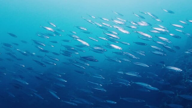 School of bait fish swim in the sea
