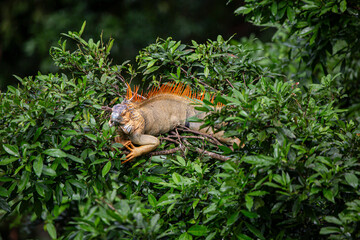 Green Iguana