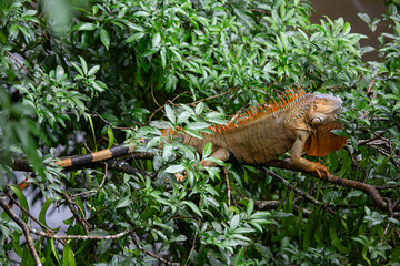 Green Iguana in Costa Rica