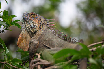 Green Iguana in Costa Rica