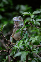 Green Iguana in Costa Rica