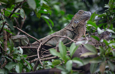 Green Iguana in Costa Rica