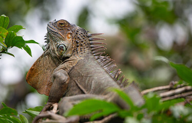 Green Iguana in Costa Rica