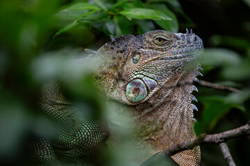 Green Iguana in Costa Rica