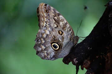 Fototapeta premium Owl butterfly