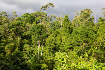 Fototapeta premium Rain forest in Costa Rica