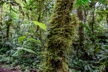 Cloud forest in Costa Rica