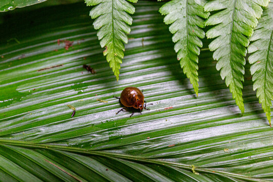ladybird on a leaf