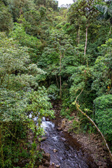 Cloud forest in Costa Rica