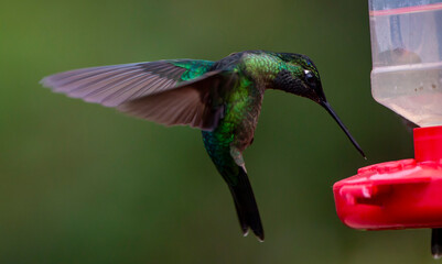 hummingbird in flight © Raphael