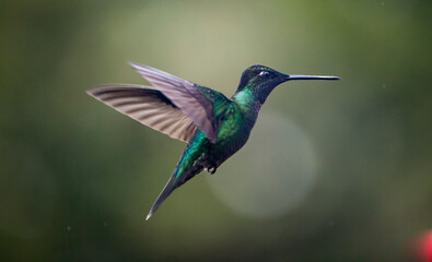 hummingbird in flight